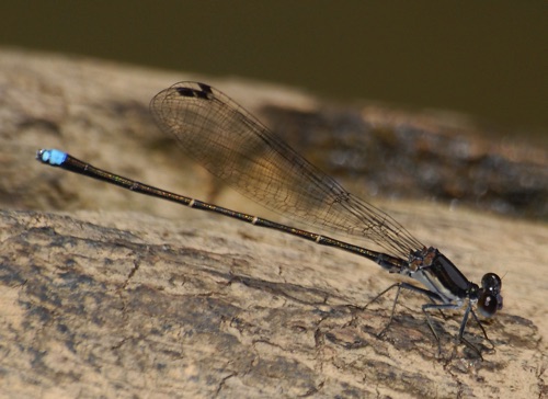 Male
2007_07_19_Chattooga